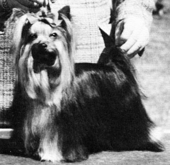Mayfair Barban Jamoca | Yorkshire Terrier 