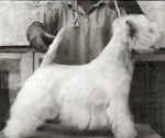 Ashgate Bern Era | West Highland White Terrier 