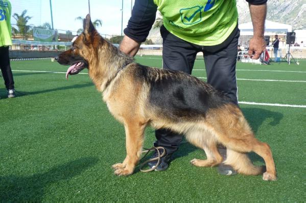 Sascia | German Shepherd Dog 