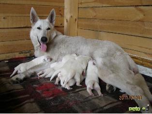 Avrora Of The Falling Stars | White Swiss Shepherd Dog 