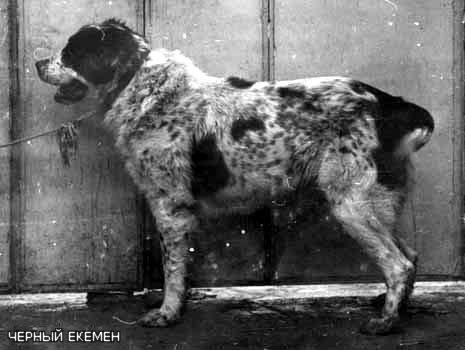 Black Ekimen | Central Asian Shepherd Dog 