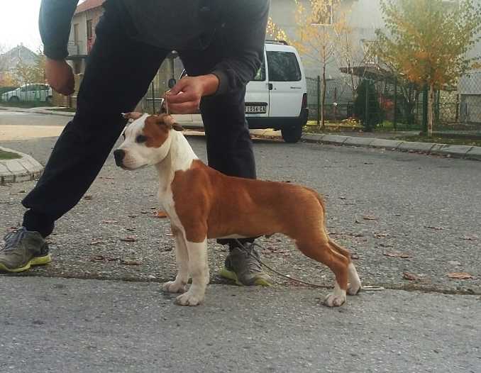 JC Ring Angels Neymar | American Staffordshire Terrier 