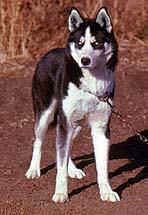 Markovo's Maraq | Siberian Husky 