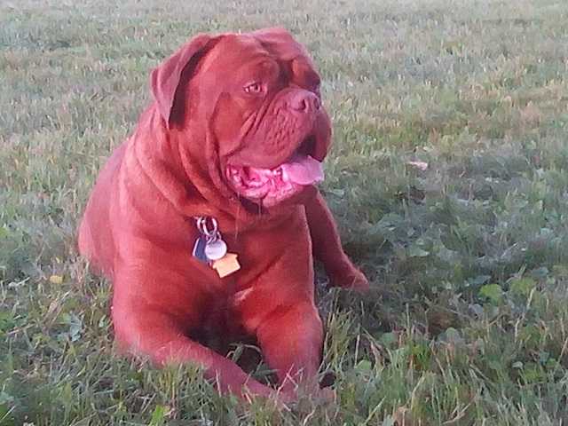 Bacall Had It All In Key Largo | Dogue de Bordeaux 
