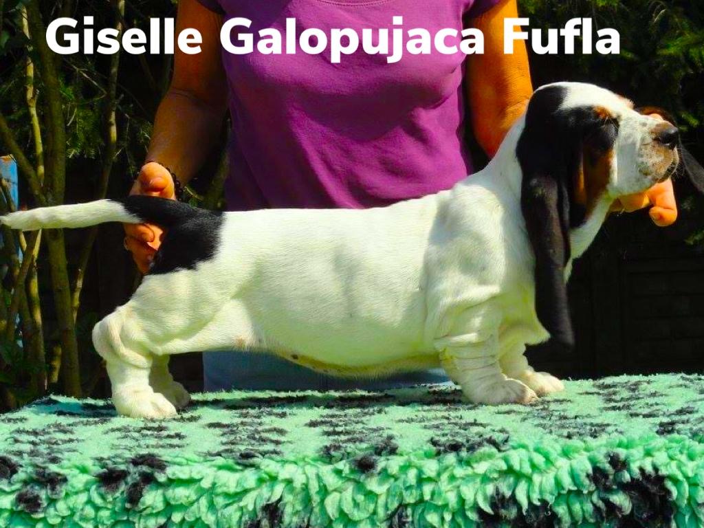 Giselle Galopujaca Fufla | Basset Hound 