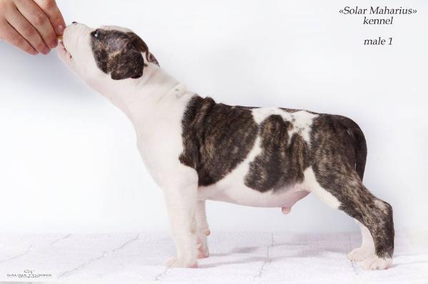 Solar Maharius Amon Ra | American Staffordshire Terrier 