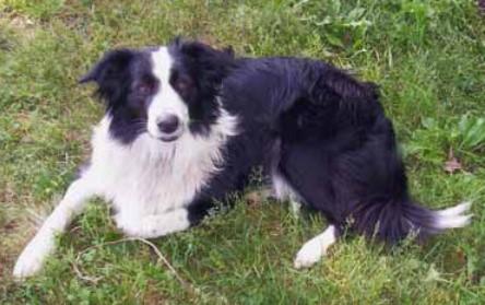 Williams' Wildcat Corner Annie Oakley | English Shepherd 