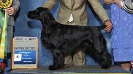 Promenade Perfect Gentleman | Field Spaniel 