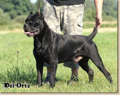 Rodrigo Del rosso Malpelo | Cane Corso 