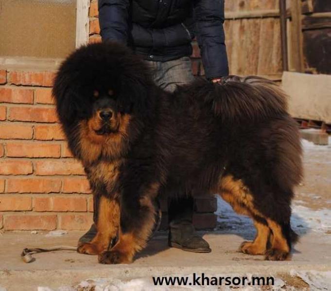 TSAGAAMAA | Tibetan Mastiff 