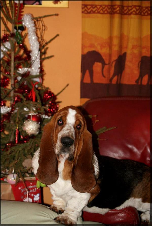 Hug Bug Du Clos Dominant | Basset Hound 