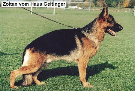 Zoltan vom Haus Geltinger | German Shepherd Dog 