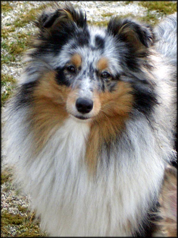 Quiena Joy of Atocha | Shetland Sheepdog 