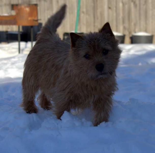 KRISTOL'S HOUSE ABRIANNA | Norwich Terrier 