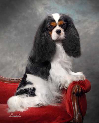 Kunrad v.h. Lamslag | Cavalier King Charles Spaniel 