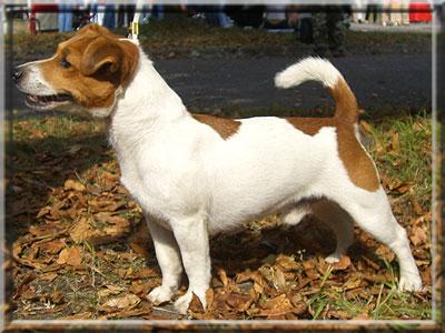 Czarujacy Ciapek Magor | Jack Russell Terrier 