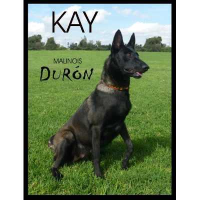 Kay FCM L-9599-E | Belgian Malinois 