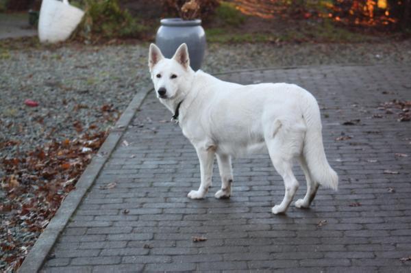 Assia's Alina Tikka | White Swiss Shepherd Dog 