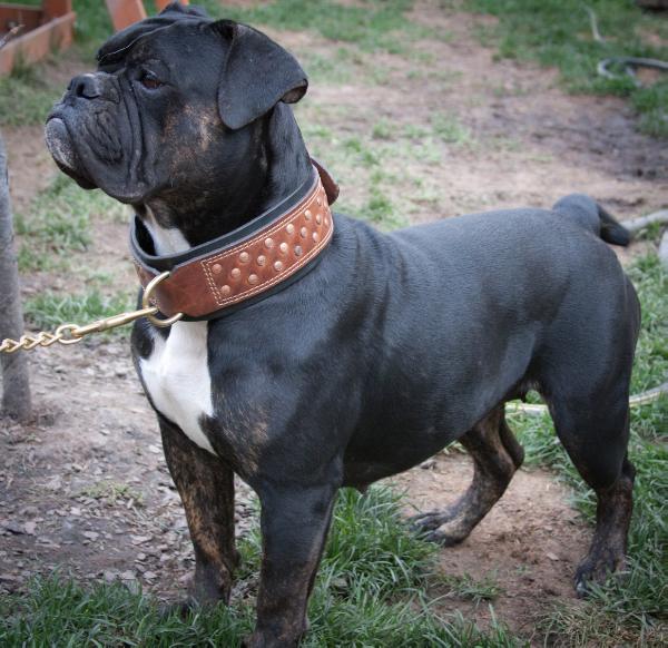 Vega's Jewel | Olde English Bulldogge 