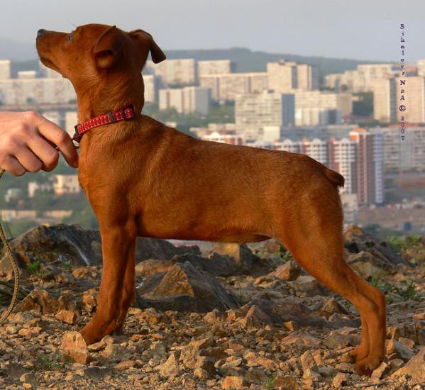 Bogema ze Berega De Friz | Miniature Pinscher 