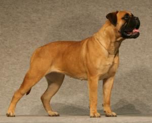 Bullberry Frideswide | Bullmastiff 