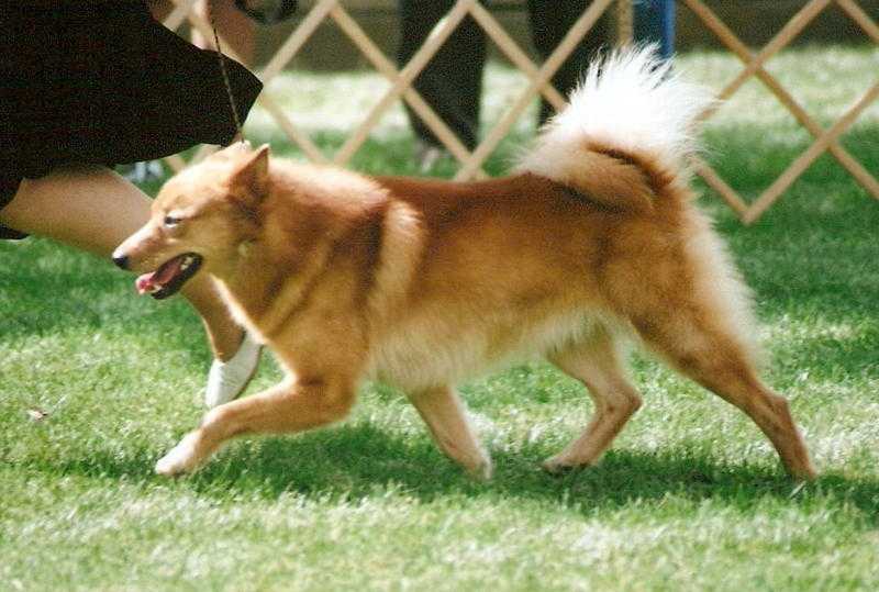 Jayenn's Vanolite Ihme | Finnish Spitz 