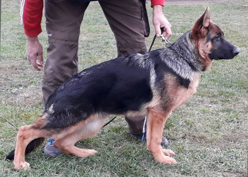 Luc vom Gleisenauer Schloss | German Shepherd Dog 