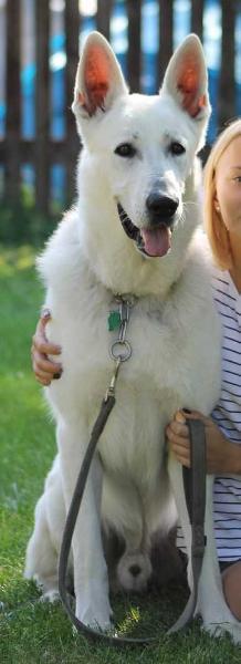 Benicio Moravia Traj | White Swiss Shepherd Dog 