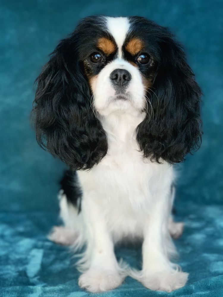 Mountainviews Enchanting Contessa | Cavalier King Charles Spaniel 