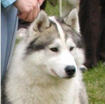 Up 'N' Running De La Vallee De Morava | Siberian Husky 