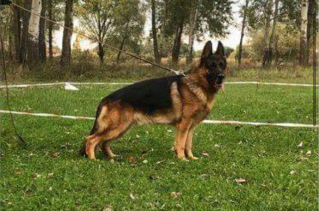 Diganor Tom | German Shepherd Dog 