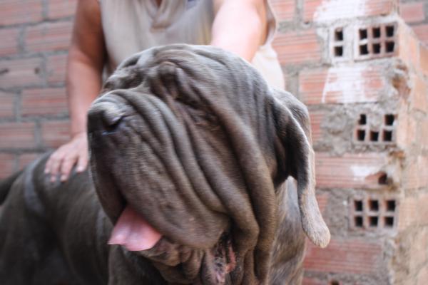 Neptuno Del Gheno | Neapolitan Mastiff 