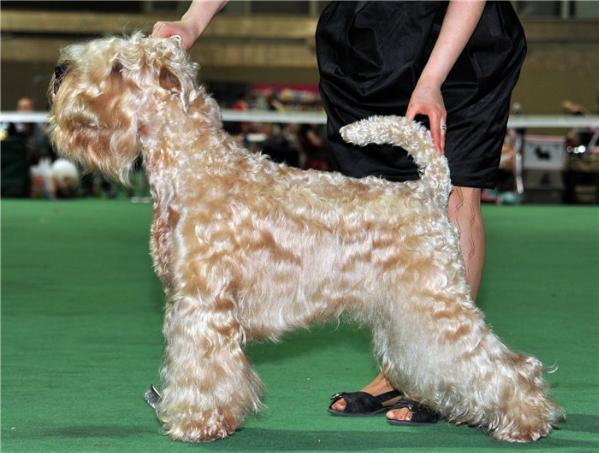 Mechta Poeta Cherchel | Soft Coated Wheaten Terrier 