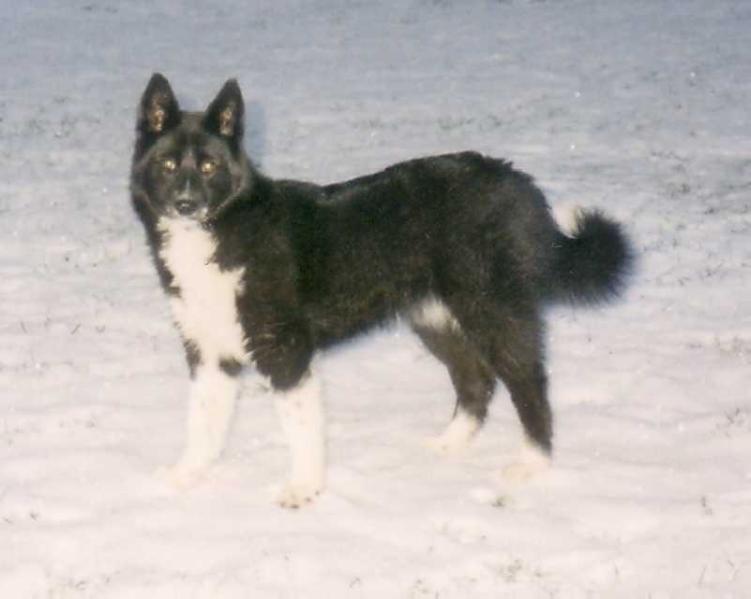 MISIA-LUTINE | Karelian Bear Dog 