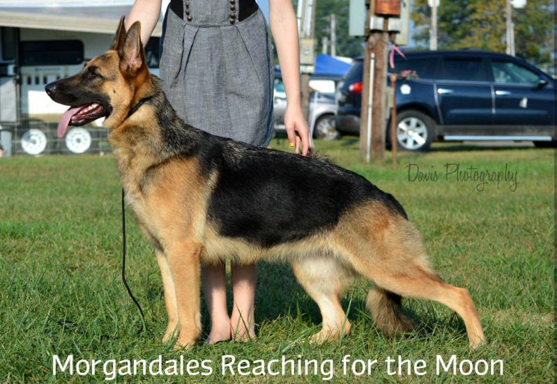 Morgandales Reaching For The Moon | German Shepherd Dog 