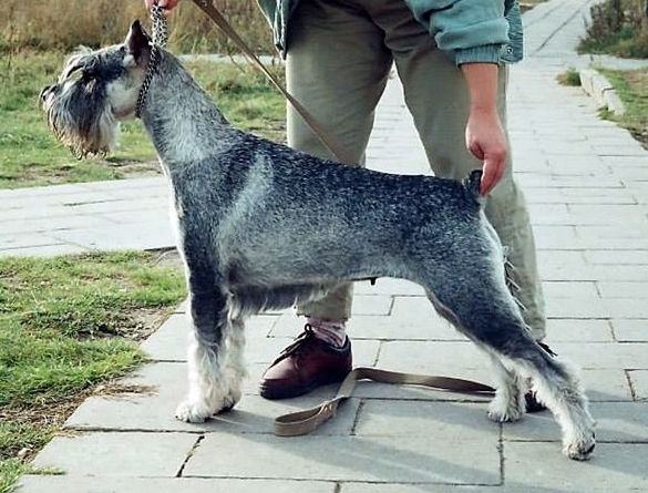 Deizi Grett | Standard Schnauzer 