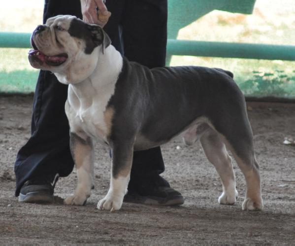 PHX's Blue legend | Olde English Bulldogge 