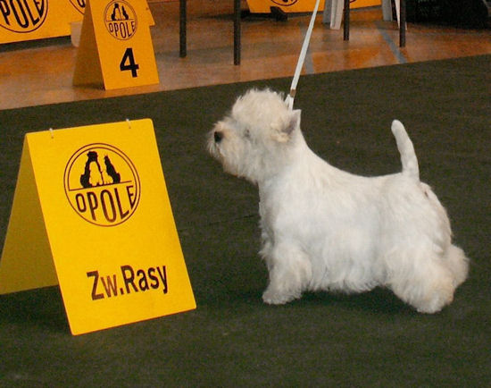 UP'TO'DATE Du Moulin De Mac Gregor | West Highland White Terrier 