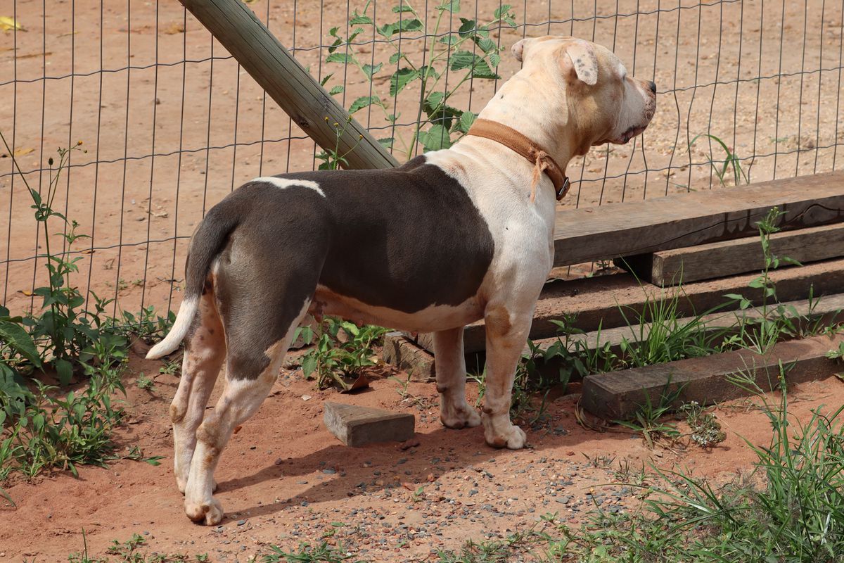 Ukraine By Tronos da Terra de Gaya | American Staffordshire Terrier 