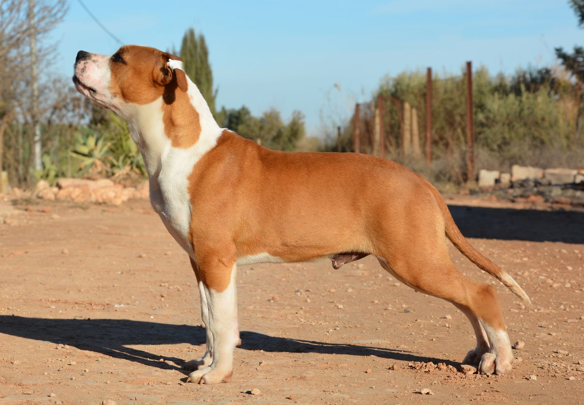 Héroes de Carthago The Stronger | American Staffordshire Terrier 
