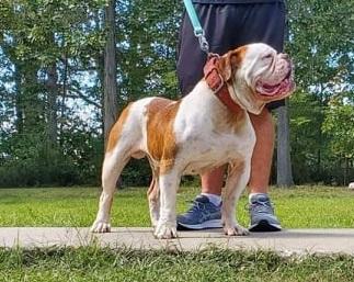 XSB's Leon | Olde English Bulldogge 