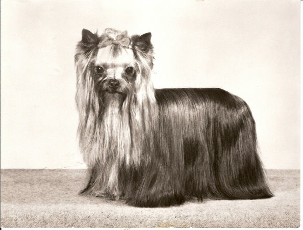 Ozmilion Premonition | Yorkshire Terrier 