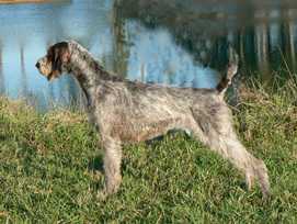 Heywire 'N Cedrbrk Justa 'Pon A Time | German Wirehaired Pointer 