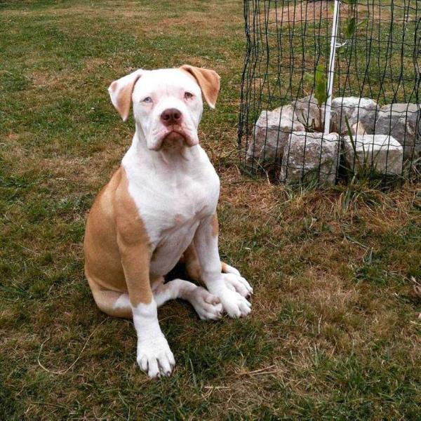 Bombasticbulls' LOLLYPOP BABY BLUE | American Bulldog 