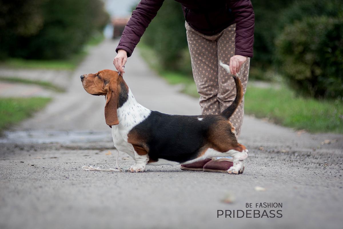 Pridebass Be Fashion | Basset Hound 