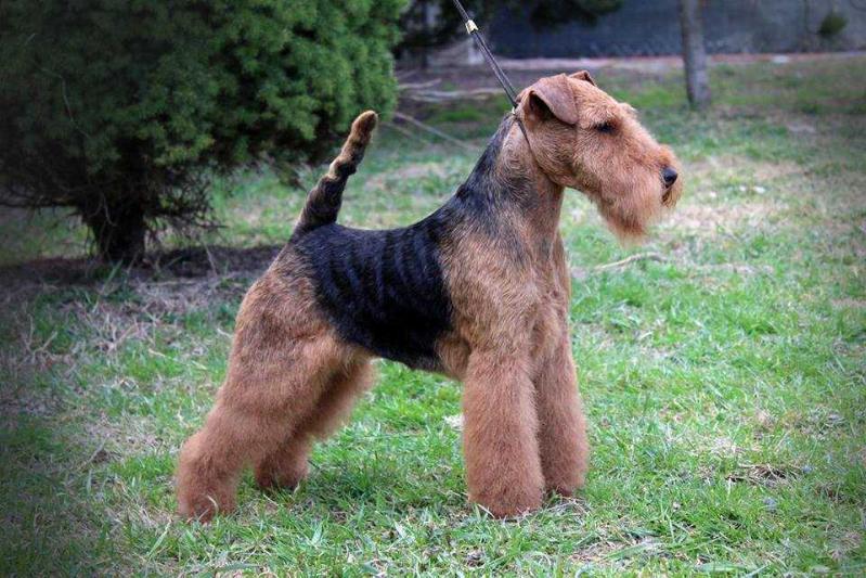 Monaline Lagoon Lee | Welsh Terrier 