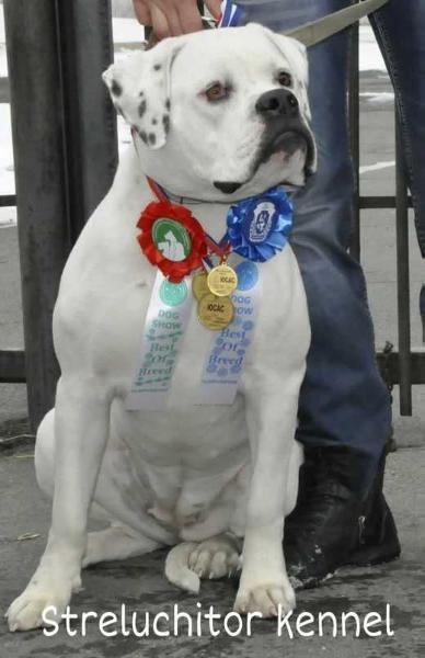 Streluchitor Zolotaya Strekoza | American Bulldog 