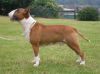 Sherrywells Red Dragon | Bull Terrier 