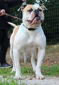 Venezia's Yoschi of Ciabattoni | American Bulldog 