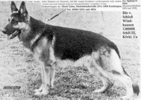 Bär vom Schloß Windhausen | German Shepherd Dog 